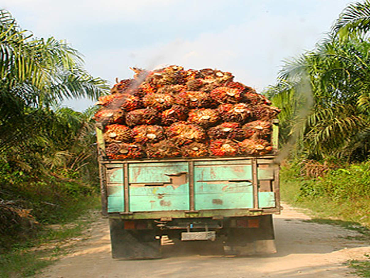 Transport von Palmfrüchten © WWF