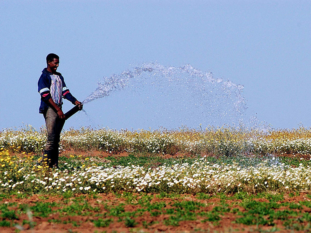 Bewässerung in Marokko mit EDEKA Logo © Michel Gunther / WWF