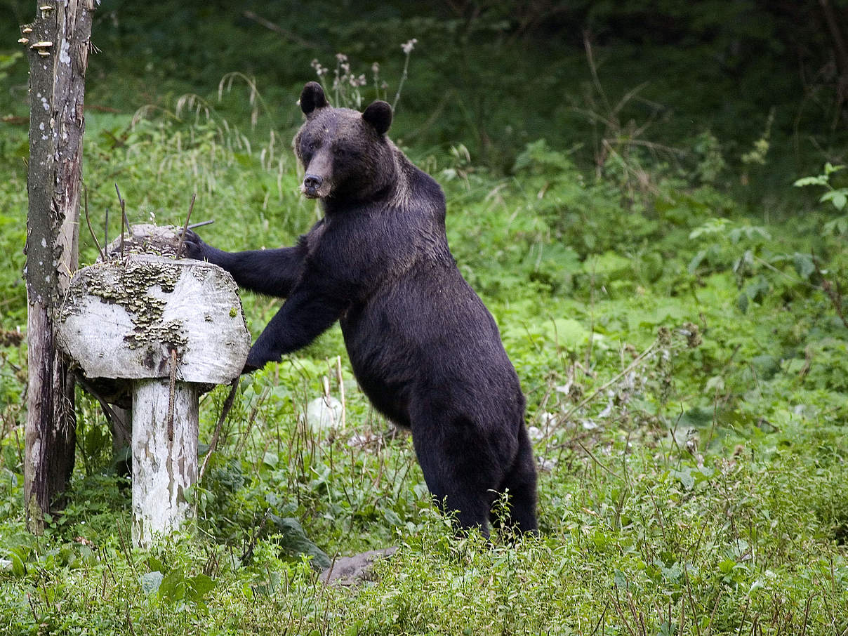 Alte Wälder sind wichtige Refugien vieler großer Arten. © Michel Gunther / WWF