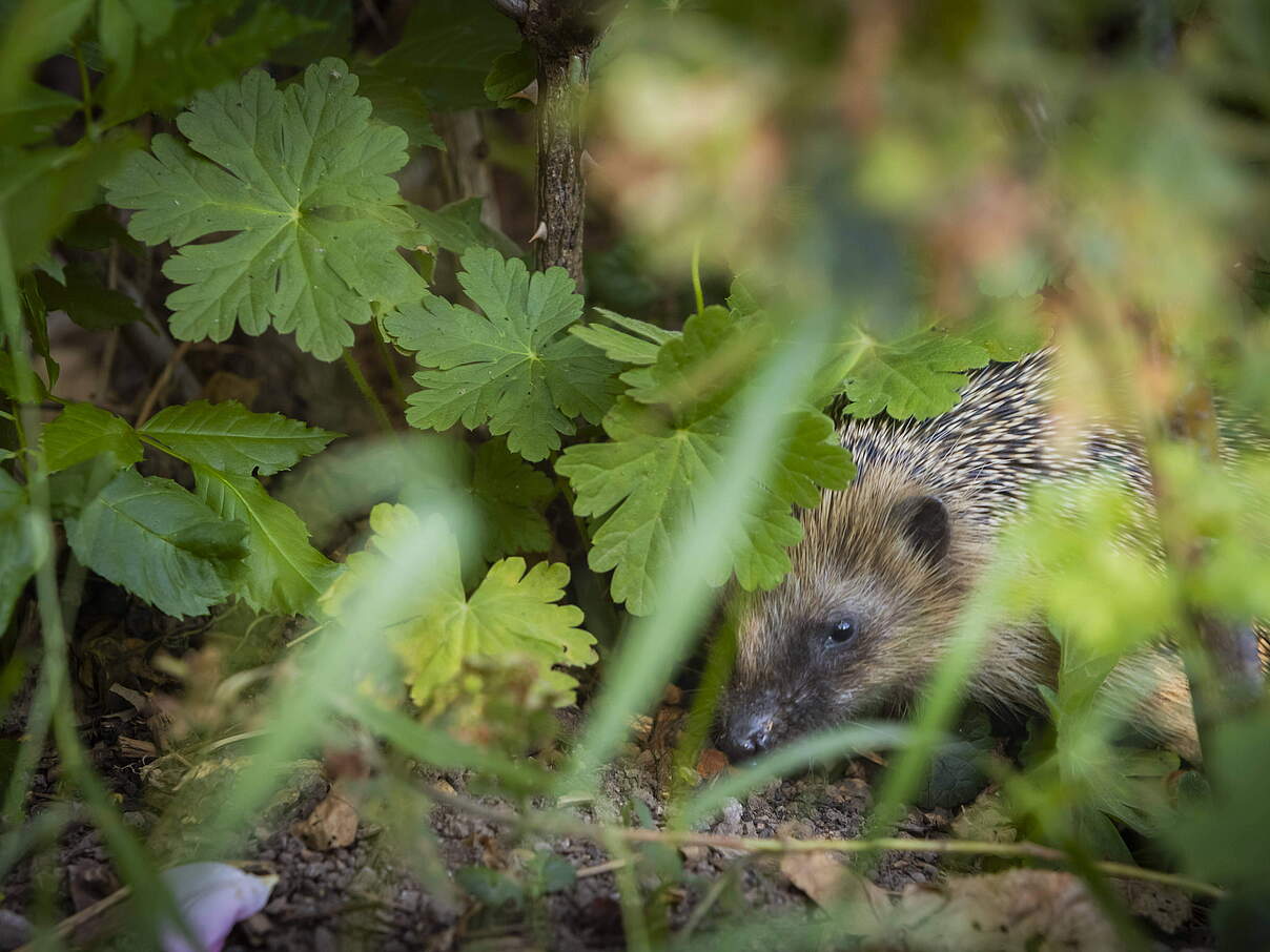 Igel im Garten