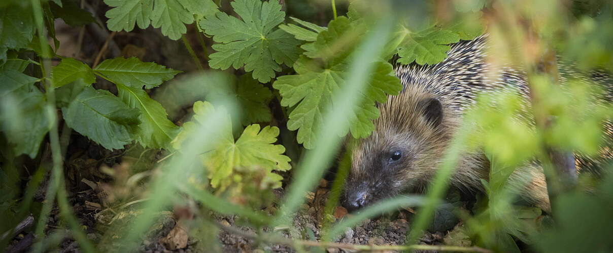 Igel im Garten