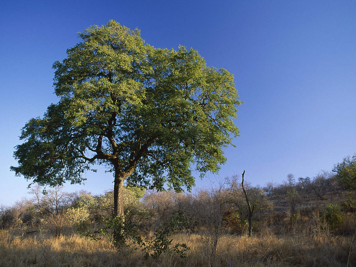 Ebenholzbaum.