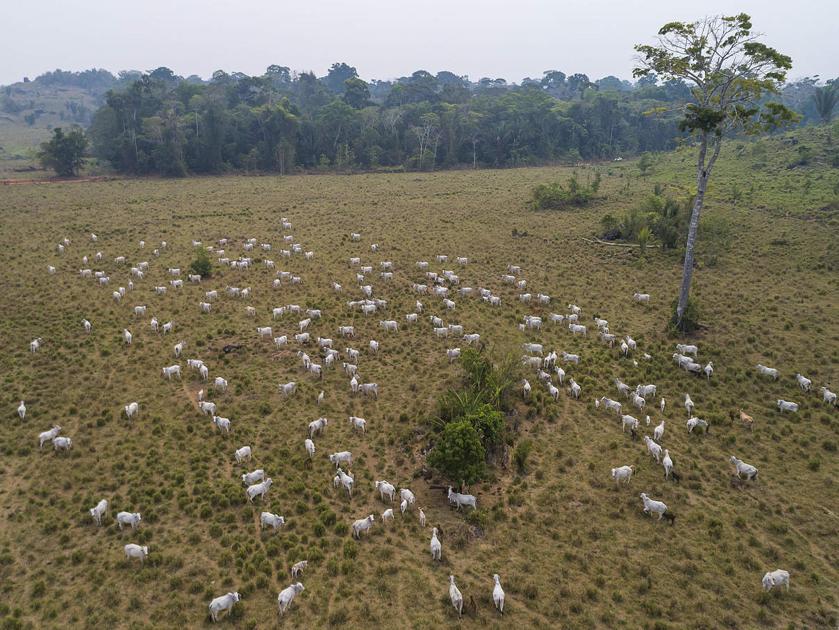 Viehherde auf einem illegal abgeholzten Landstück im Indigenengebiet Uru-eu-wau-wau. @Andre Dib / WWF