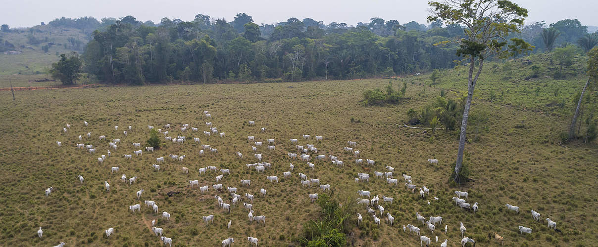Viehherde auf einem illegal abgeholzten Landstück im Indigenengebiet Uru-eu-wau-wau. @Andre Dib / WWF