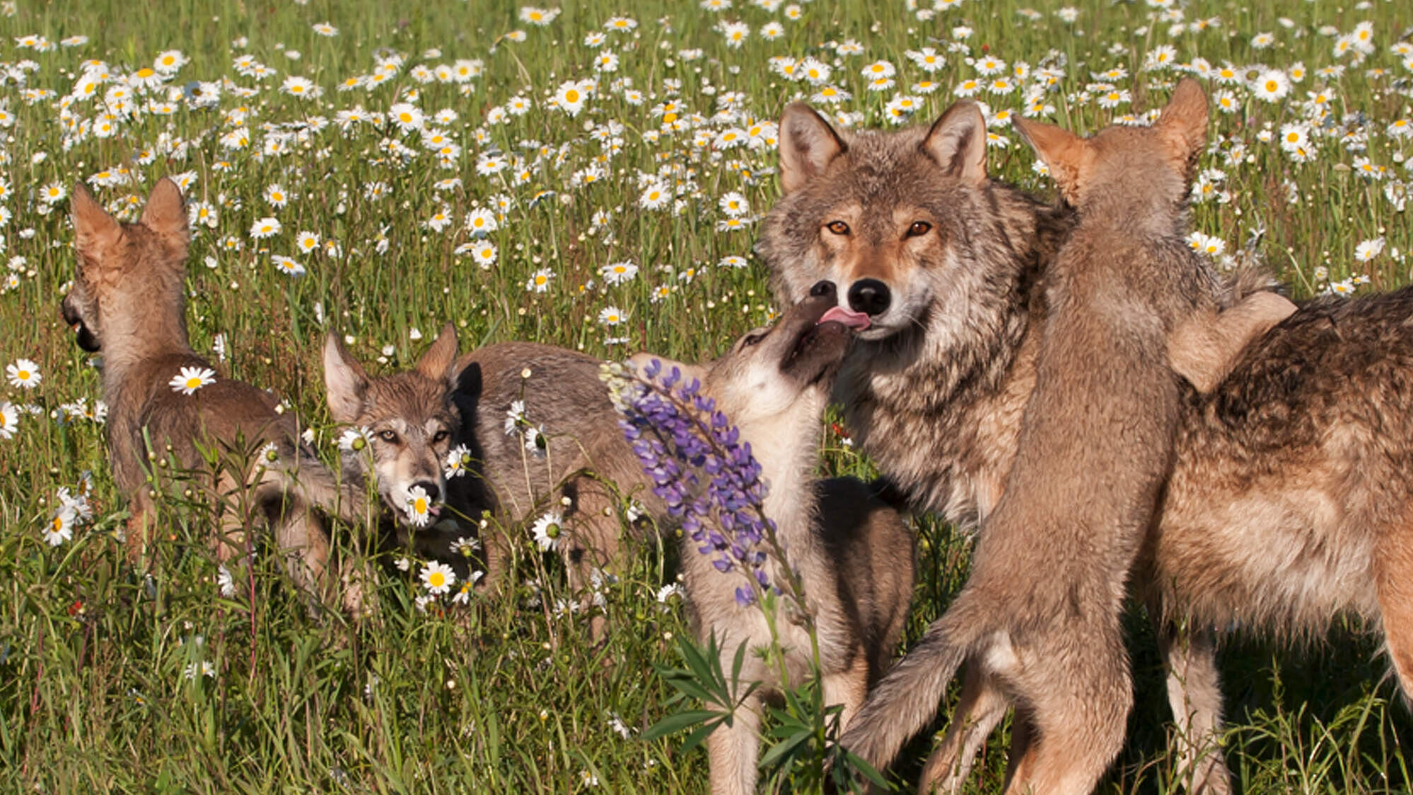 Wolf mit Jungen auf einer Wiese