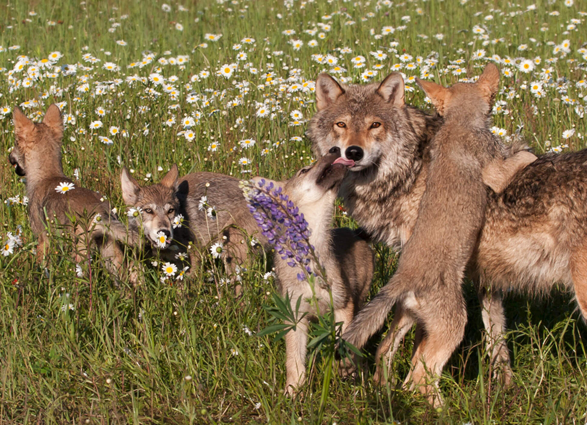 Wolf mit Jungen auf einer Wiese