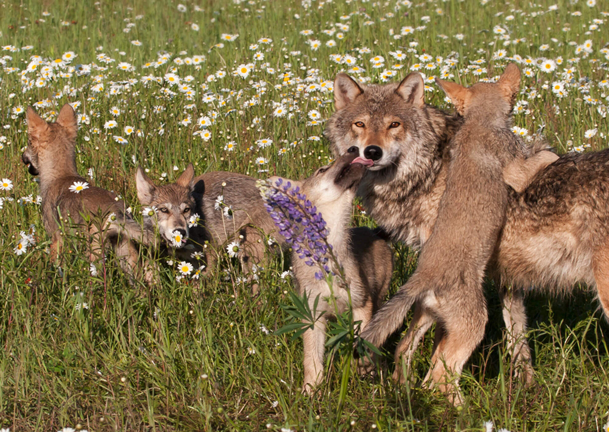 Wolf mit Jungen auf einer Wiese