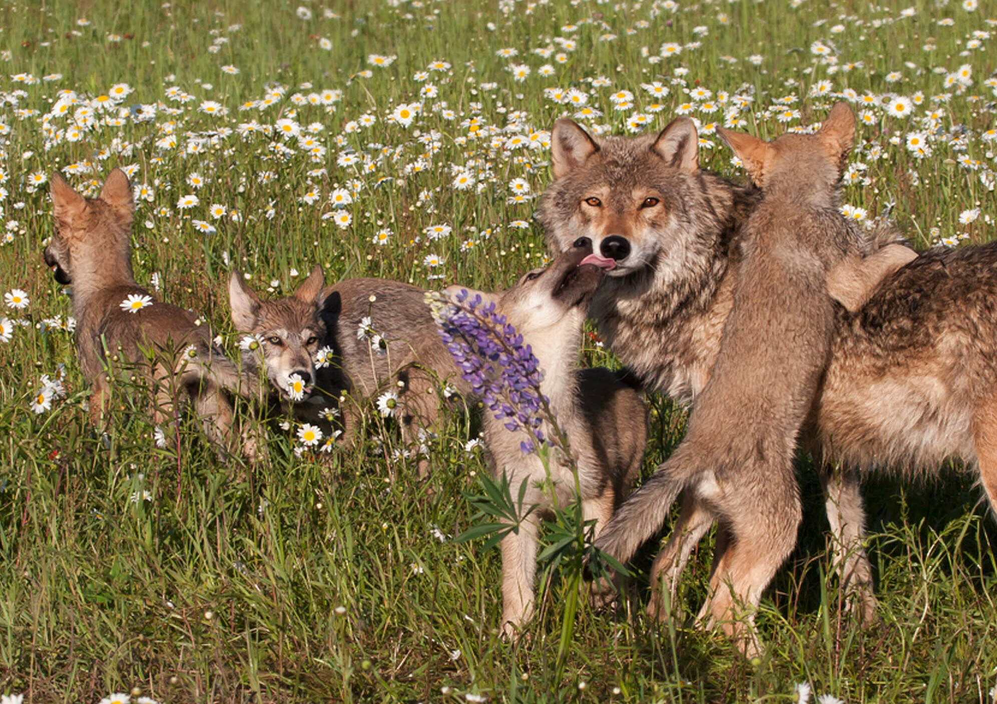 Wolf mit Jungen auf einer Wiese