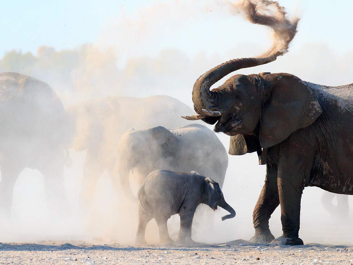 Afrikanische Savannenelefanten nehmen ein Sandbad © Christopher Donovan