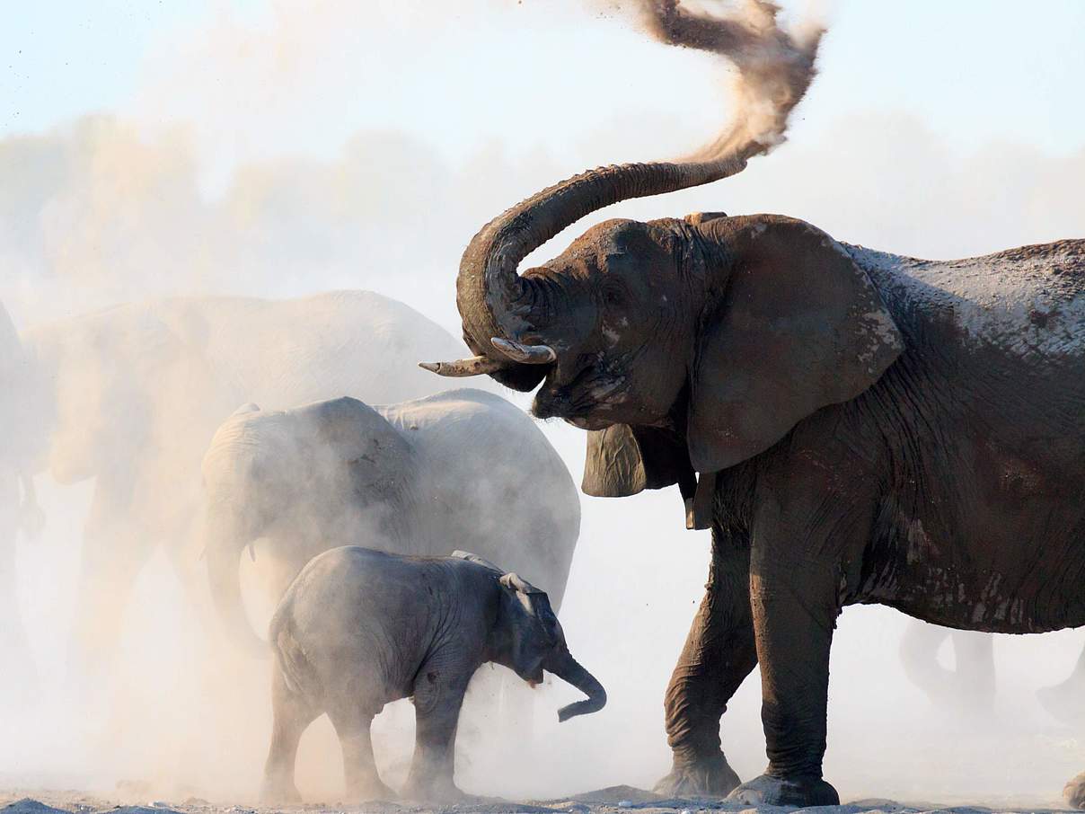 Afrikanische Savannenelefanten nehmen ein Sandbad © Christopher Donovan