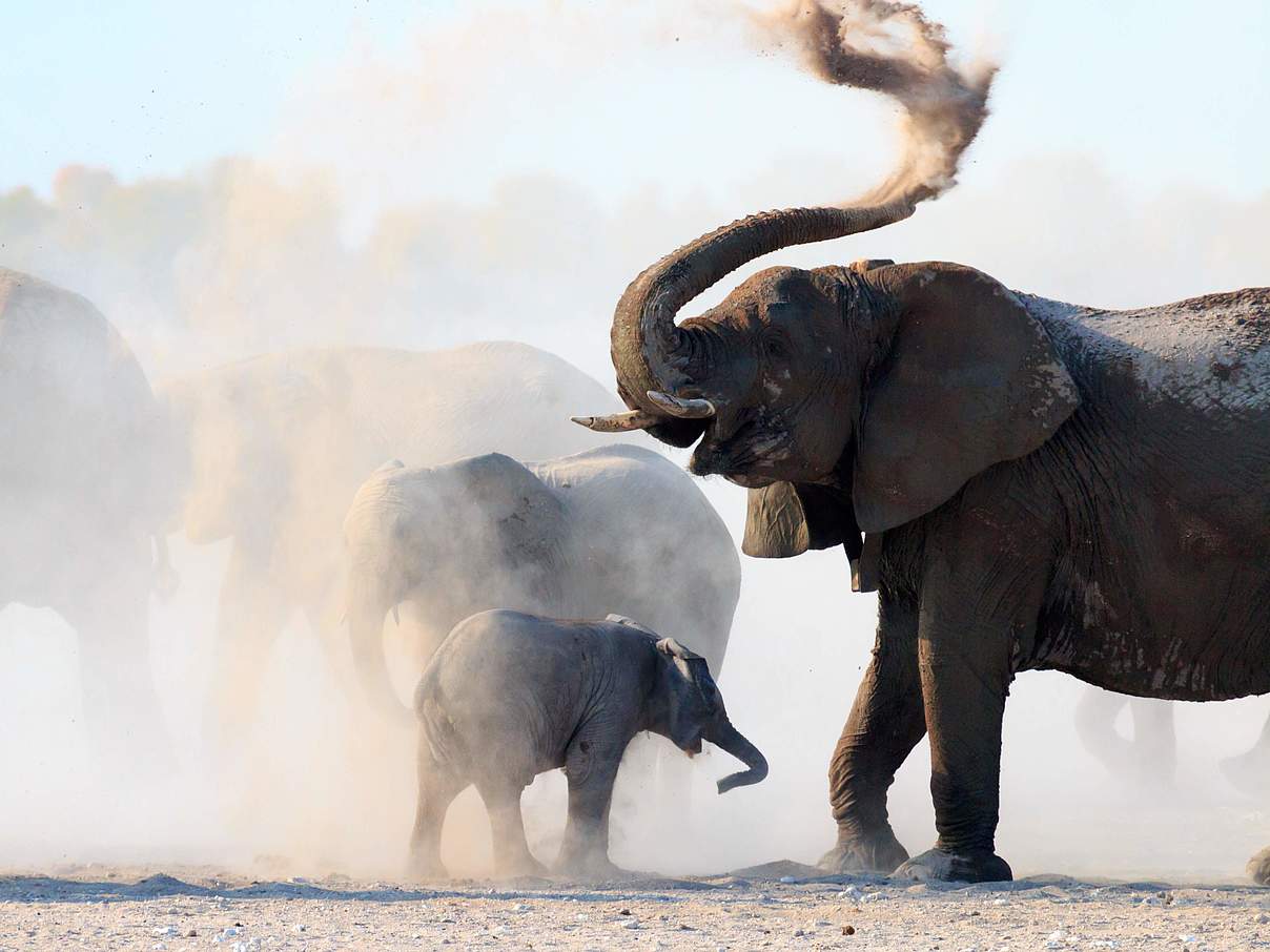 Afrikanische Savannenelefanten nehmen ein Sandbad © Christopher Donovan