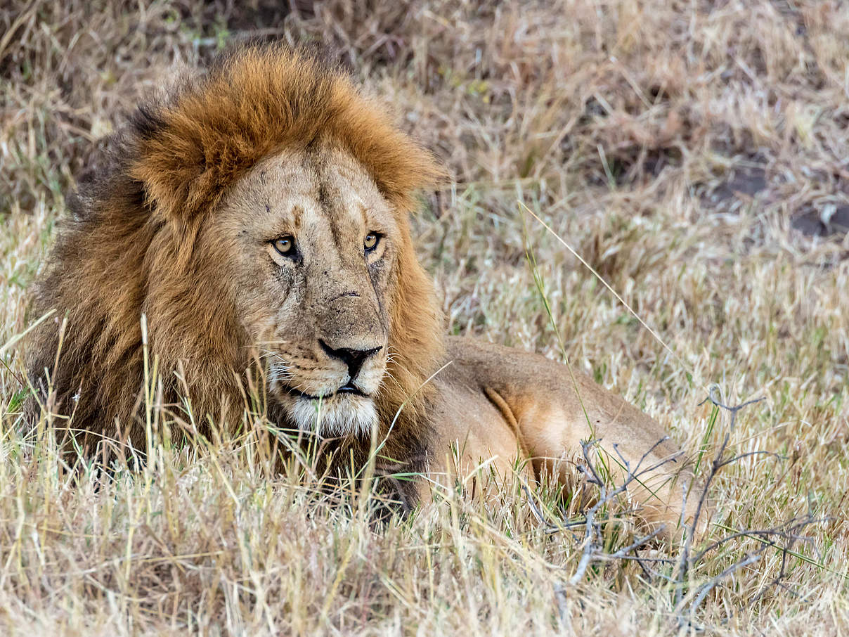 Afrikanischer Löwe © Harish Segar / WWF