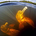 Amazonas-Flussdelfine unter Wasser © IMAGO / Nature Picture Library