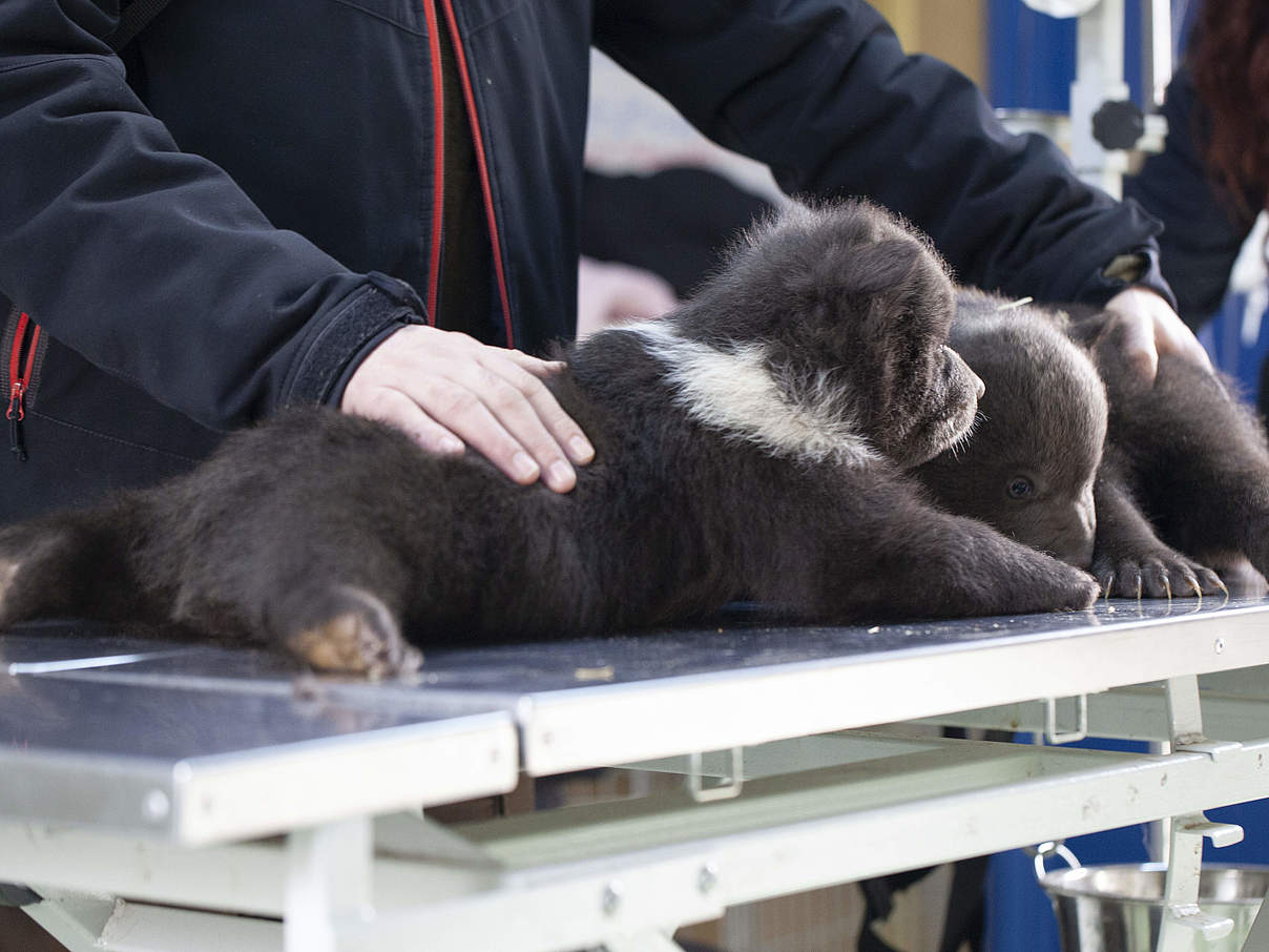 Das Team kümmert sich um die Neuankömmlinge © WWF Rumänien