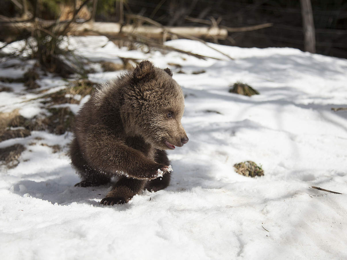 Braunbären-Waisen © WWF Rumänien