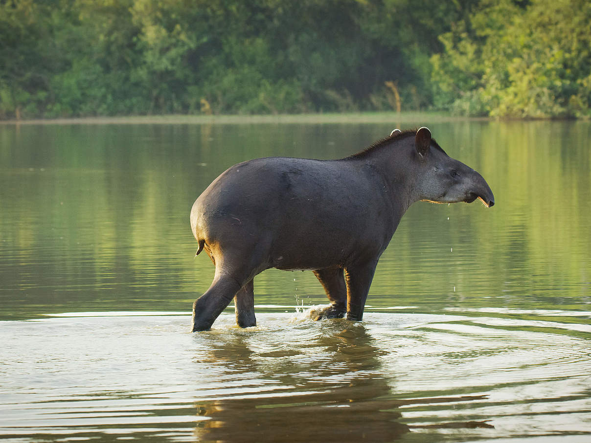 Flachlandtapir © Day's Edge Productions / WWF-US 