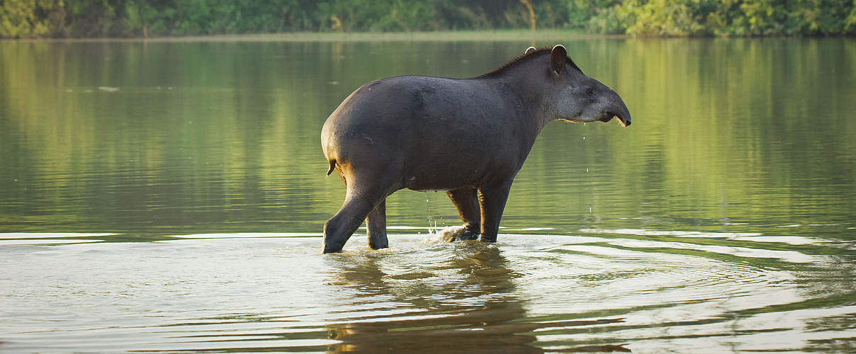 Flachlandtapir © Day's Edge Productions / WWF-US 