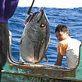 Thunfisch © Simon Buxton / WWF-Canon