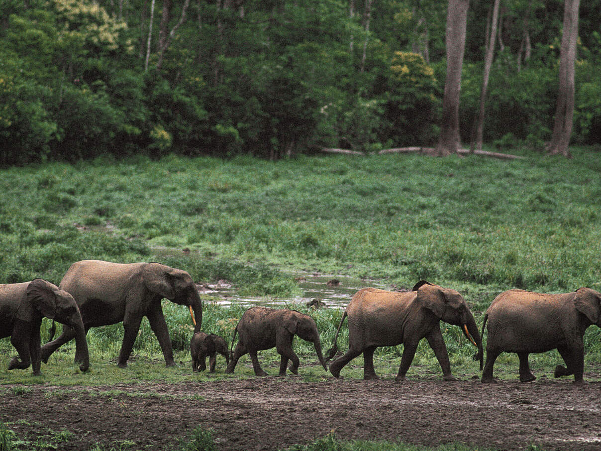 Afrikanische Waldelefanten © naturepl.com / Bruce Davidson / WWF