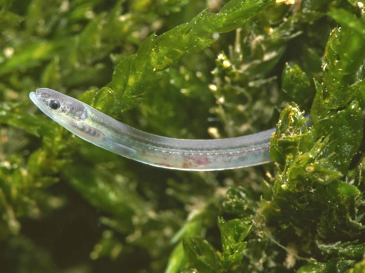 Jung, weitgereist, begehrt: Glasaal © imago images / blickwinkel