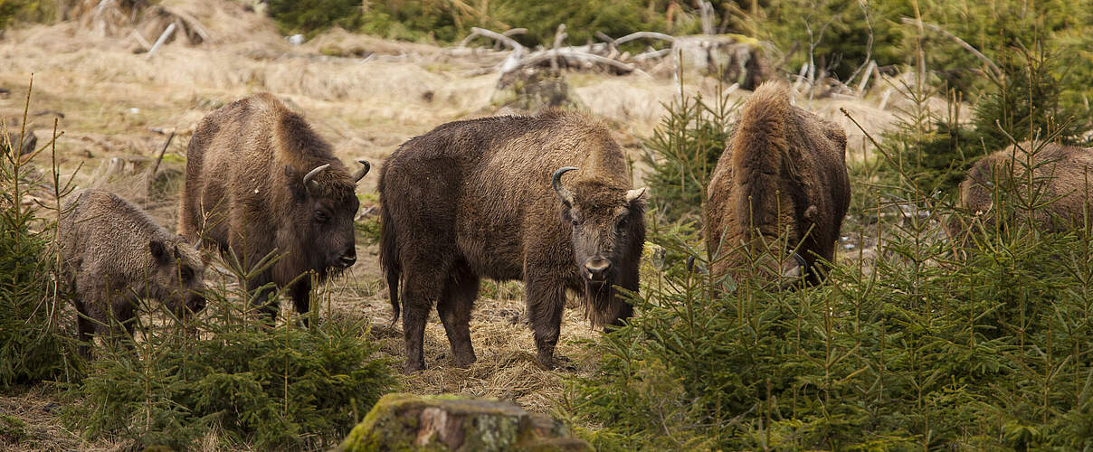 Wisentfreilassung im Rothaargebirge © Jonathan Fieber / igreen-media / WWF