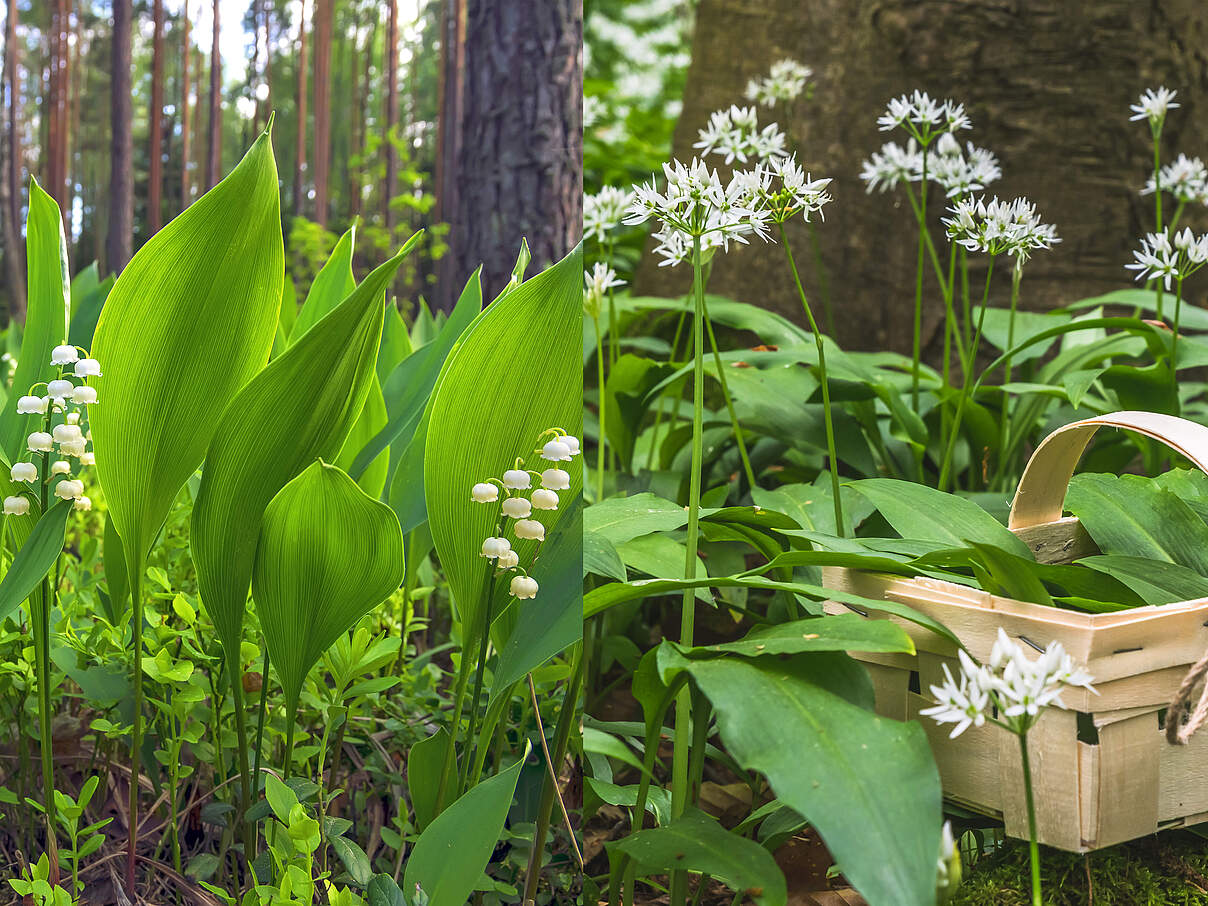 Links das giftige Maiglöckchen, rechts der freundliche Bärlauch
