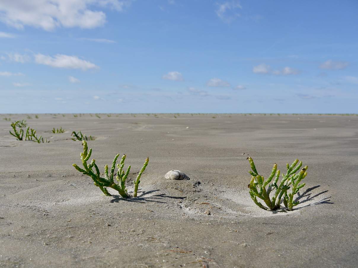 Queller am Rande der Salzwiesen im Wattenmeer © Hans-Ulrich Rösner / WWF