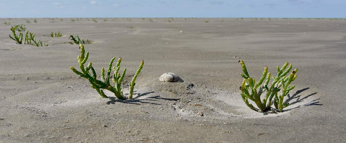 Queller am Rande der Salzwiesen im Wattenmeer © Hans-Ulrich Rösner / WWF