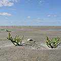 Queller am Rande der Salzwiesen im Wattenmeer © Hans-Ulrich Rösner / WWF