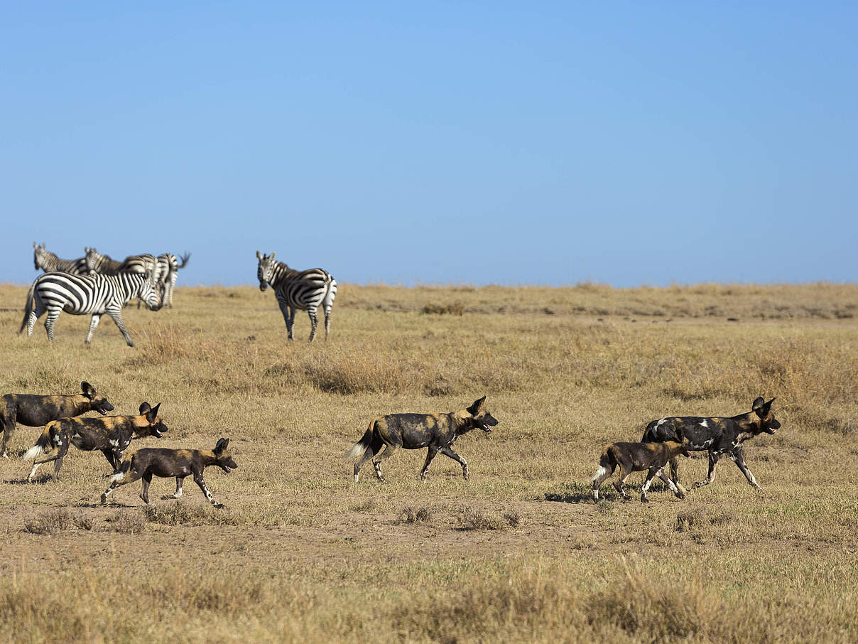 Die Wildhunde brauchen viel Platz zum Jagen © Martin Harvey / WWF 