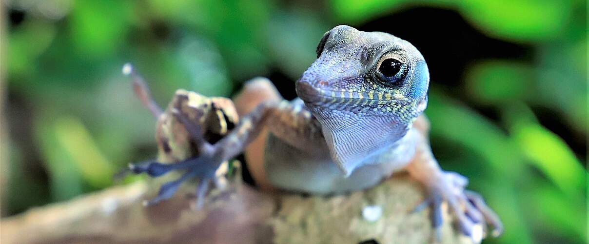 Goldstaub-Taggecko © Kari Schnellmann
