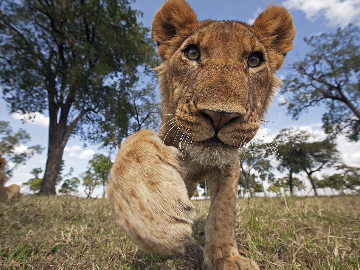 Ein junger Löwe nähert sich neugierig einer Kamera © naturepl.com / Anup Shah / WWF