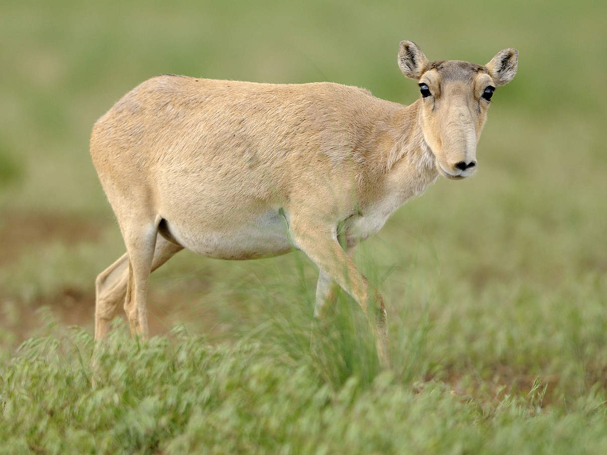 Saiga-Antilopen Weibchen @ Igor Shpilenok / WWF