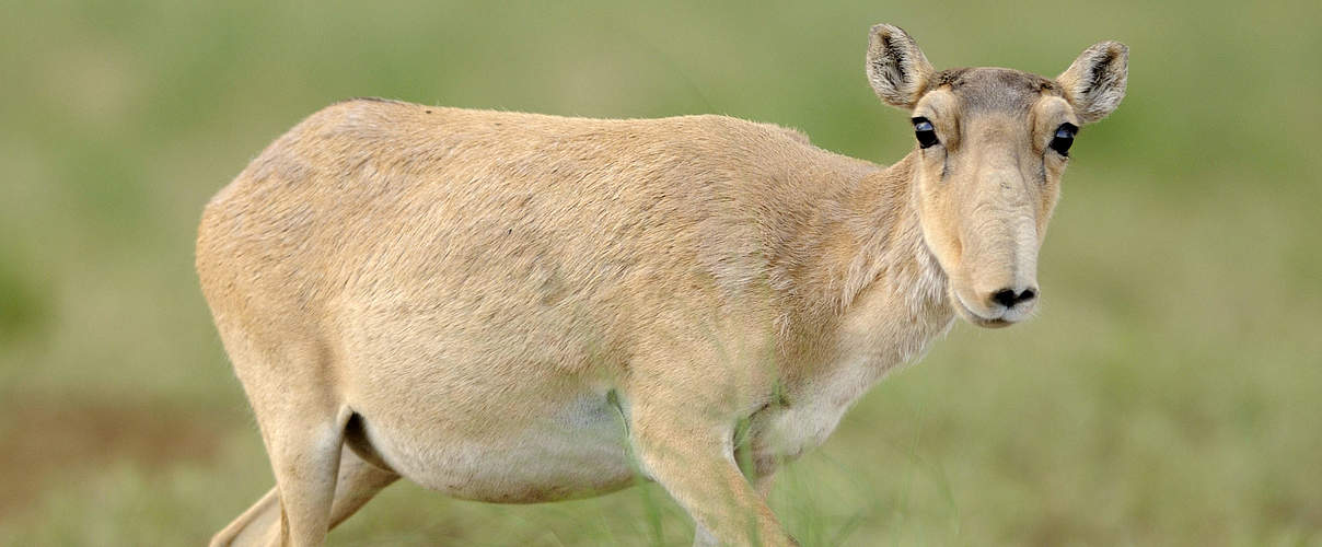 Saiga-Antilopen Weibchen @ Igor Shpilenok / WWF