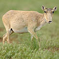 Saiga-Antilopen Weibchen @ Igor Shpilenok / WWF