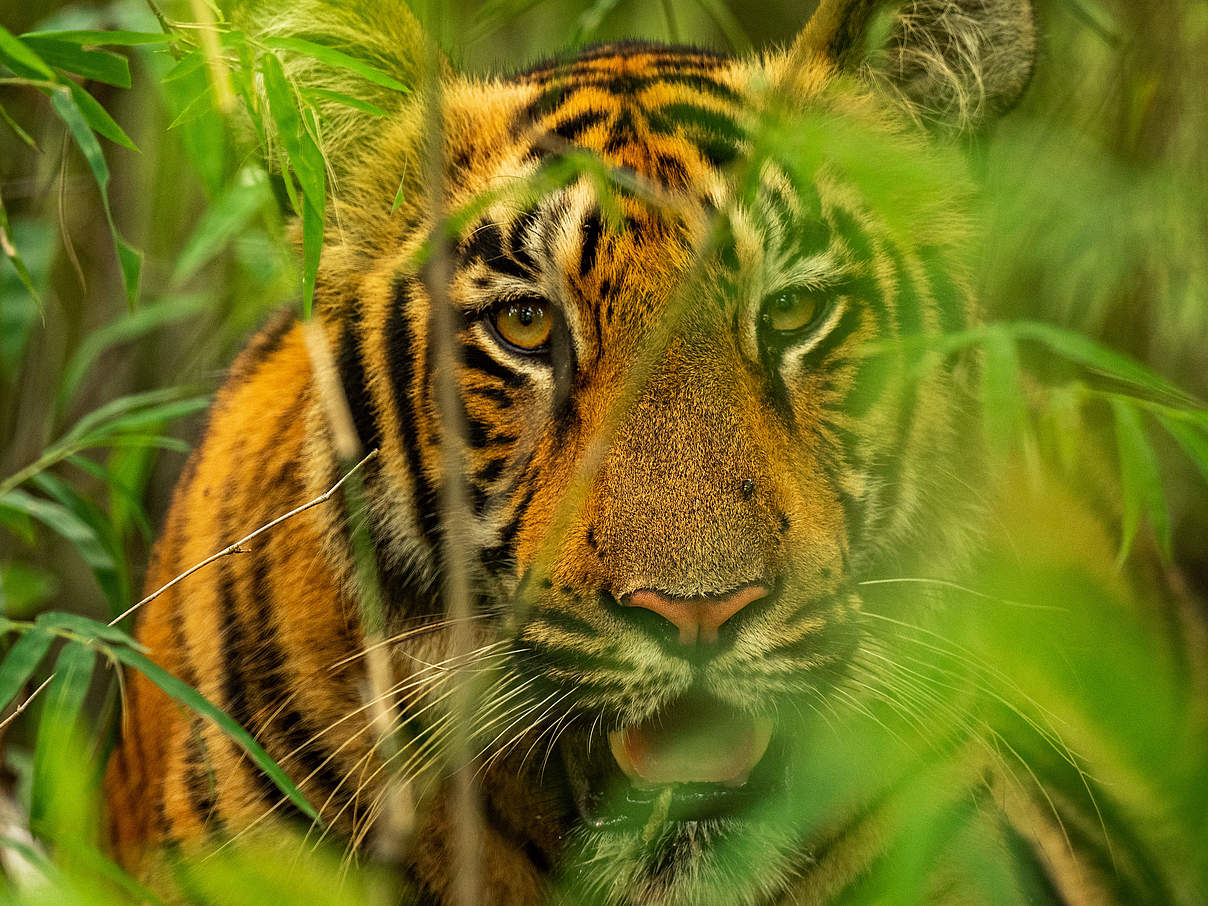 Tiger im indischen Tadoba Andhari-Schutzgebiet © Narayanan Iyer (Naresh) / WWF-International