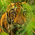 Tiger im indischen Tadoba Andhari-Schutzgebiet © Narayanan Iyer (Naresh) / WWF-International