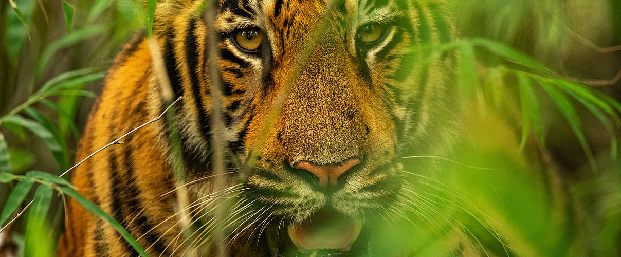 Tiger im indischen Tadoba Andhari-Schutzgebiet © Narayanan Iyer (Naresh) / WWF-International