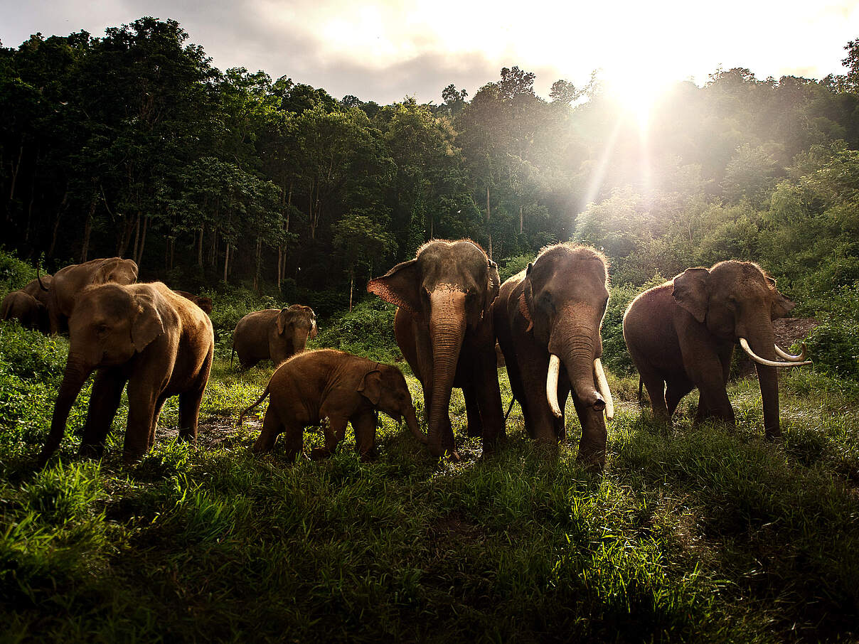 Asiatische Elefanten in Thailand 