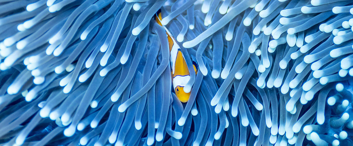 Clownfisch in Anemone, Indonesien © James Morgan / WWF-US