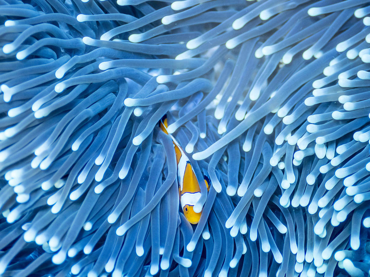 Clownfisch in Anemone, Indonesien © James Morgan / WWF-US