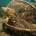 Dorsch in abgerissener Reuse, die trotz längerer Zeit am Meeresgrund weiterfischt © Christian Howe