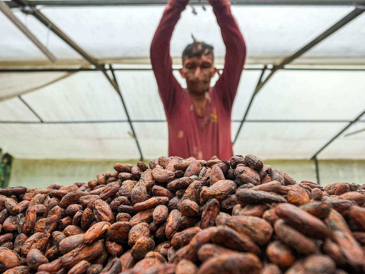 Kakaokooperativen Ecuador © Gabriel Vanerio / WWF Ecuador
