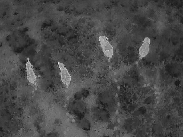 Vier Elefanten von oben in einer Drohnenaufnahme heben sich sehr hell von der umliegenden Wildnis ab