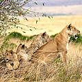 Löwin mit drei Jungen © Danielle Brigida / WWF-US