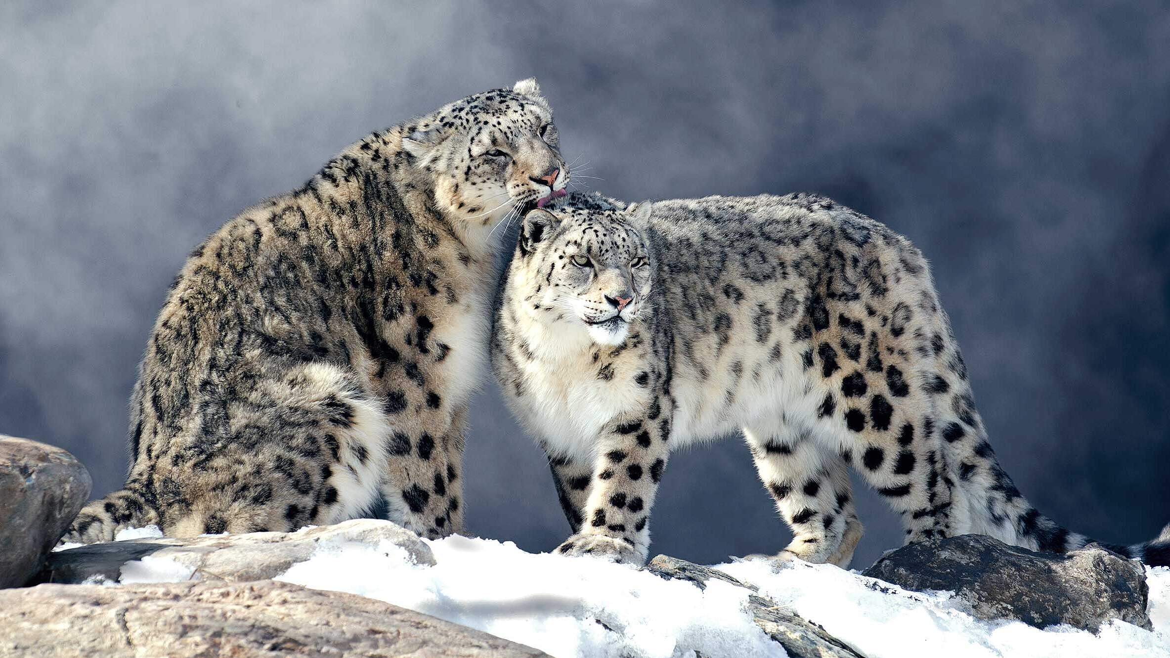 Paten Header Leopard © WWF