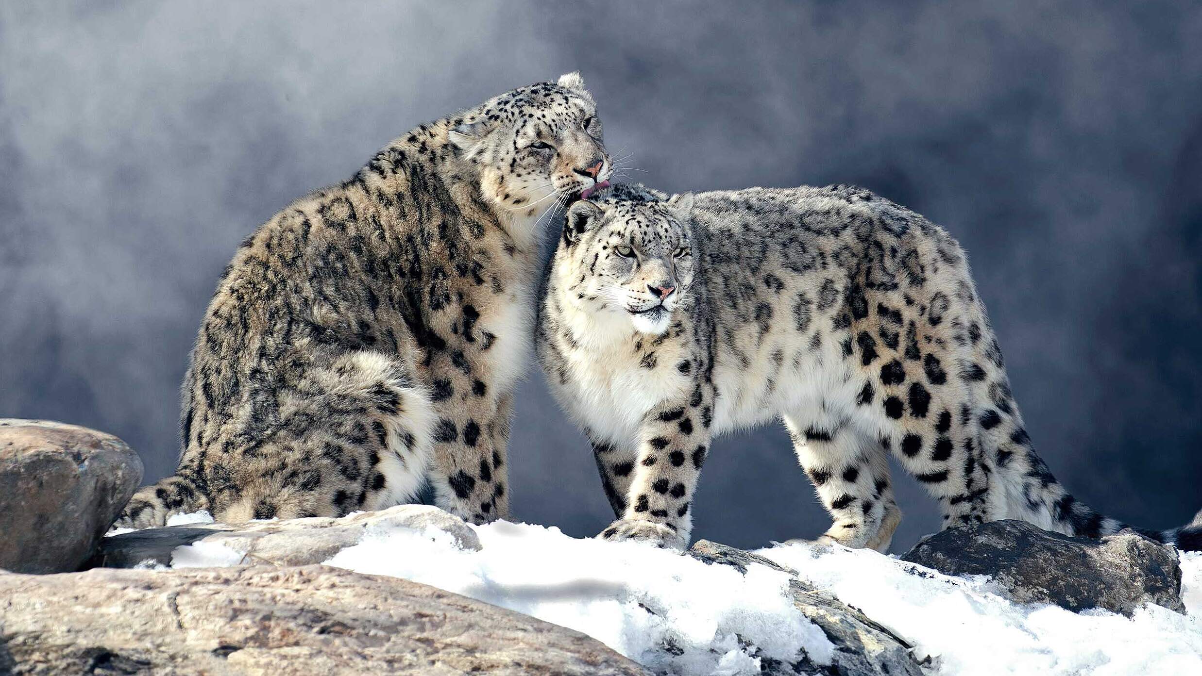 Paten Header Leopard © WWF