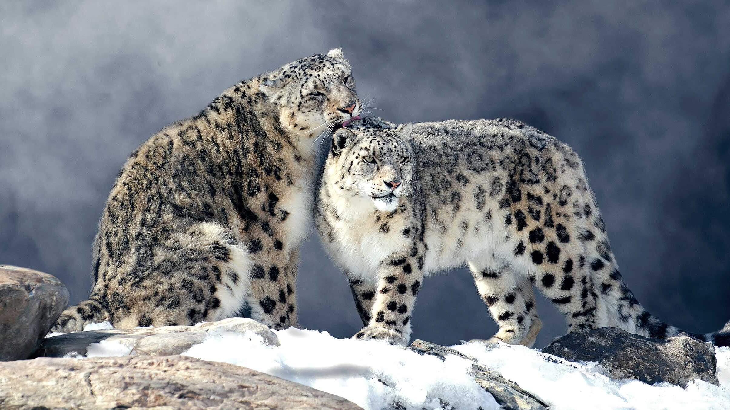 Paten Header Leopard © WWF