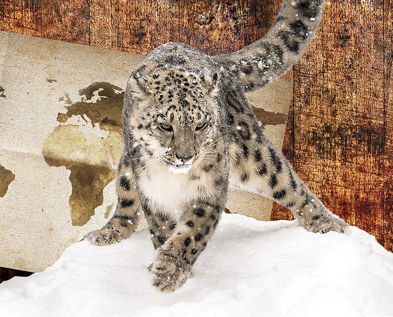 Paten Header Leopard © WWF
