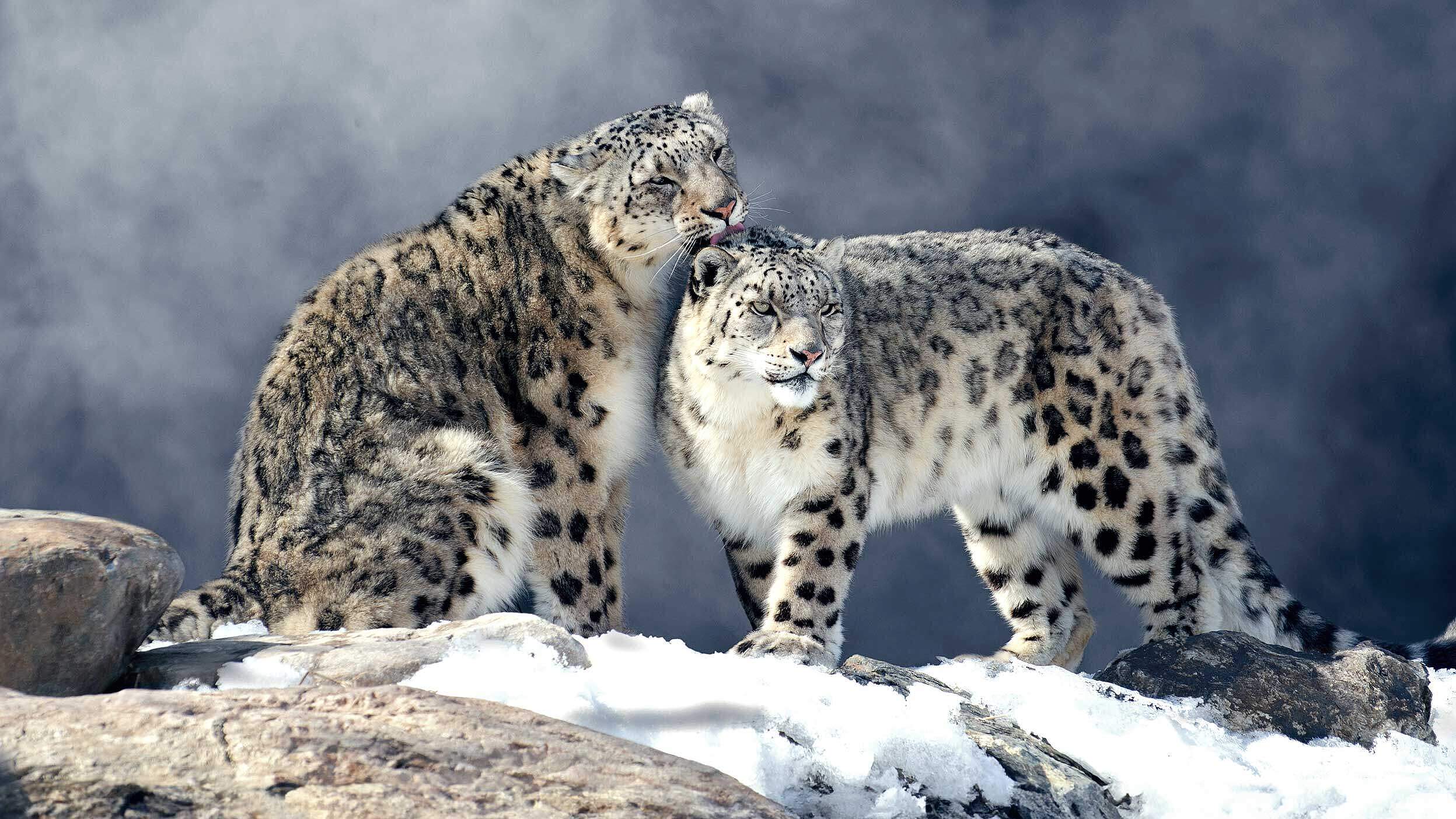 Paten Header Leopard © WWF